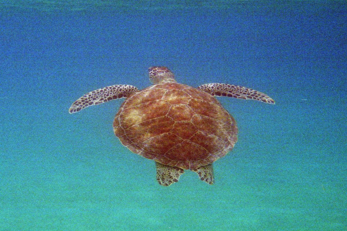 Sea turtle spotted while helmet diving