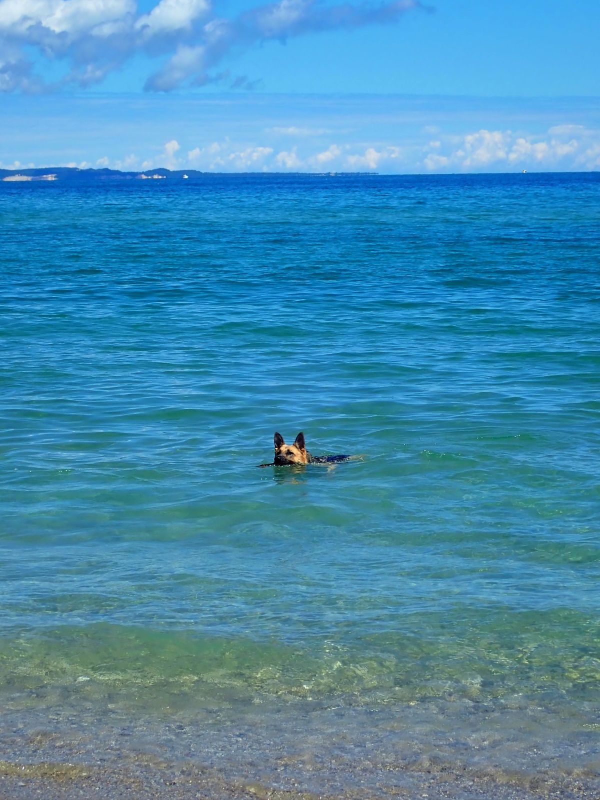 Fetching sticks  at Glen Haven Beach in the Sleeping Bear Dunes National Lakeshore