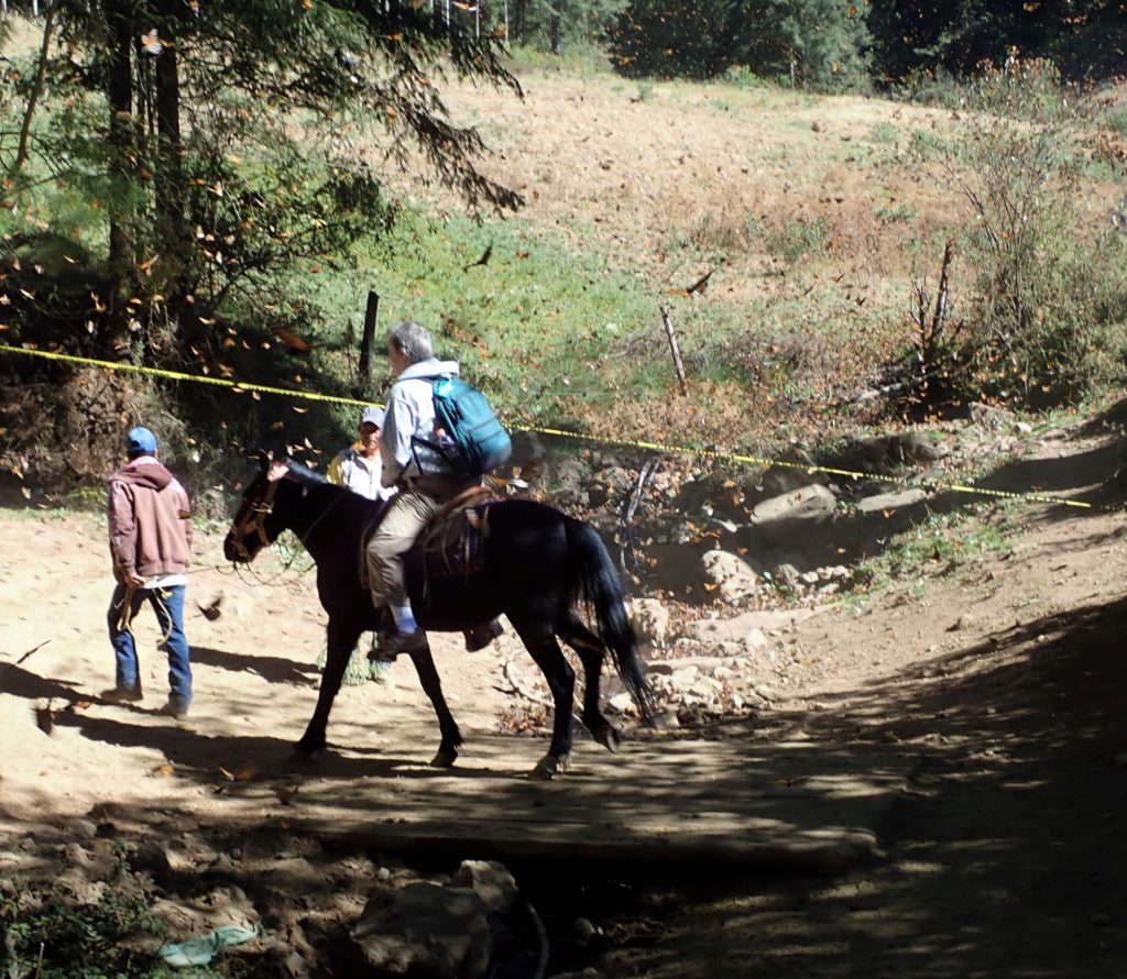 Riding horses to the Monarch butterfly roosting site at the El Rosario Reserve