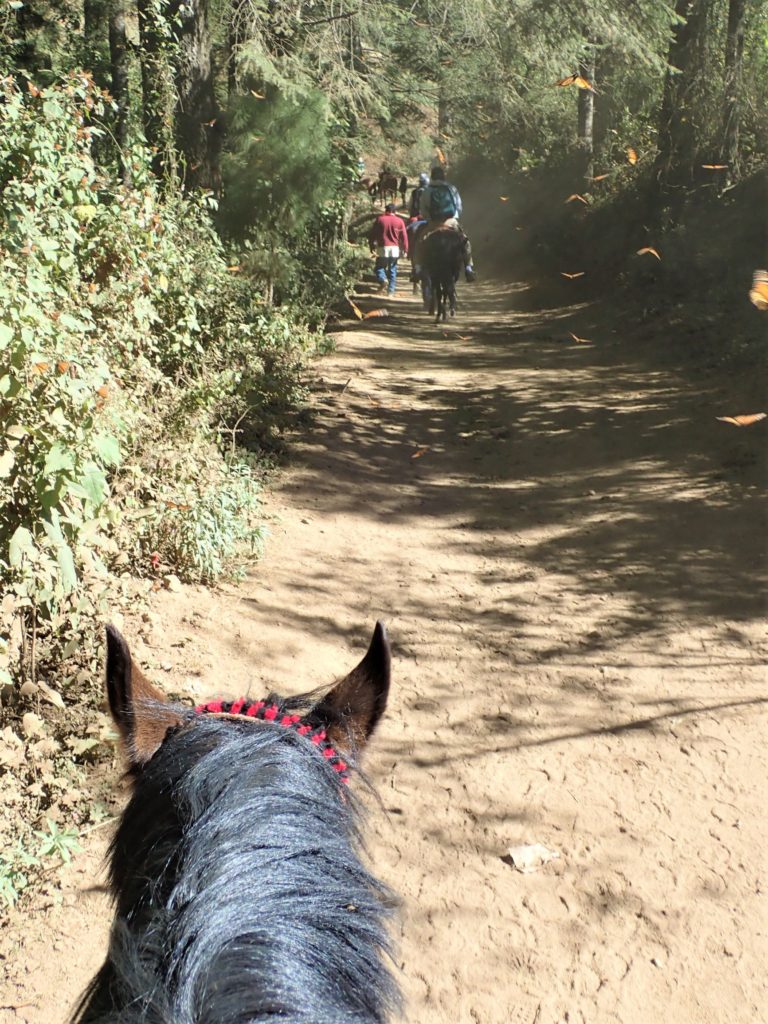 Riding horses to the Monarch butterfly roosting site in El Rosario Reserve