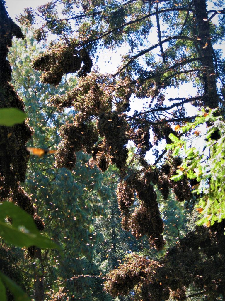 Cluster of Monarch butterflies in the mountains of Mexico during their winter migration