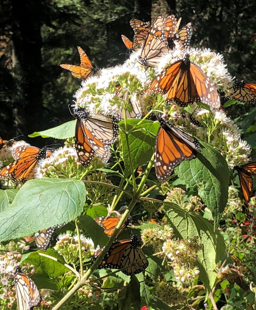 Monarch Butterflies feeding in the Sierra Chincua Butterfly Sanctuary