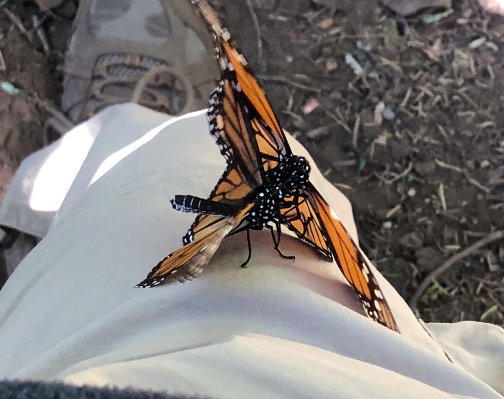 Monarch butterflies mating