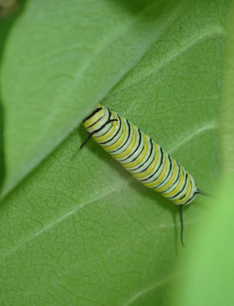 Monarch butterfly caterpillar on a milkweed leaf
