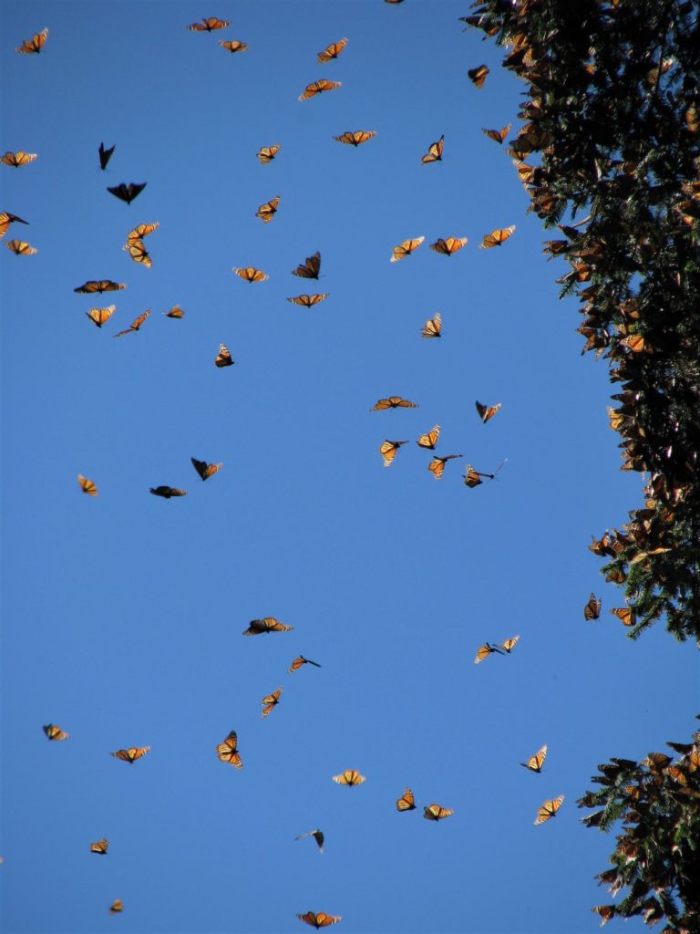 Migration of the Monarch Butterflies | On To New Adventures!