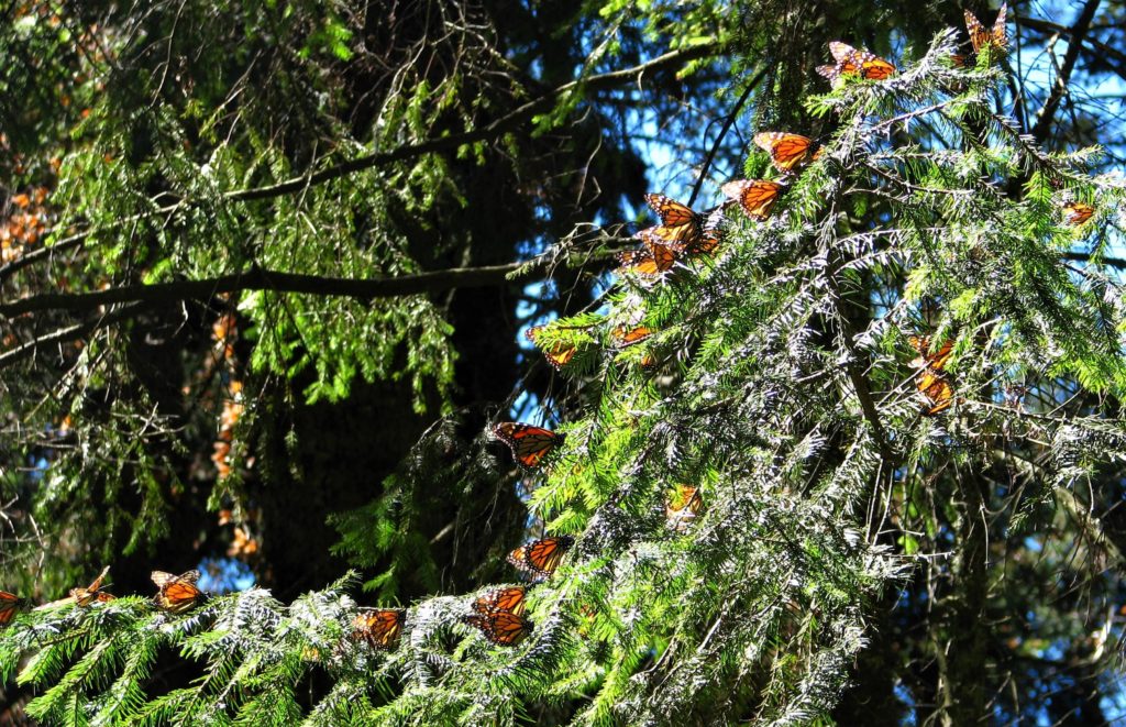 Monarchs roosting in an oyamel forest in the mountains of Mexico
