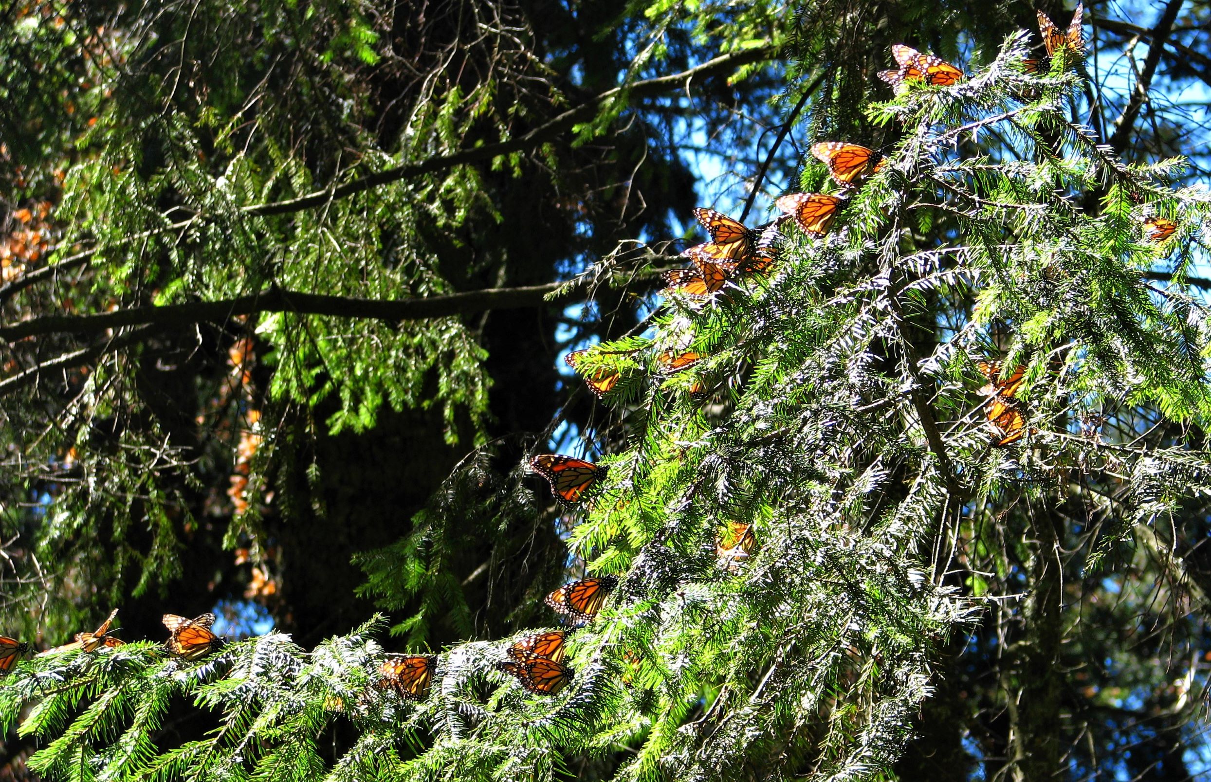 Monarch butterfly migration