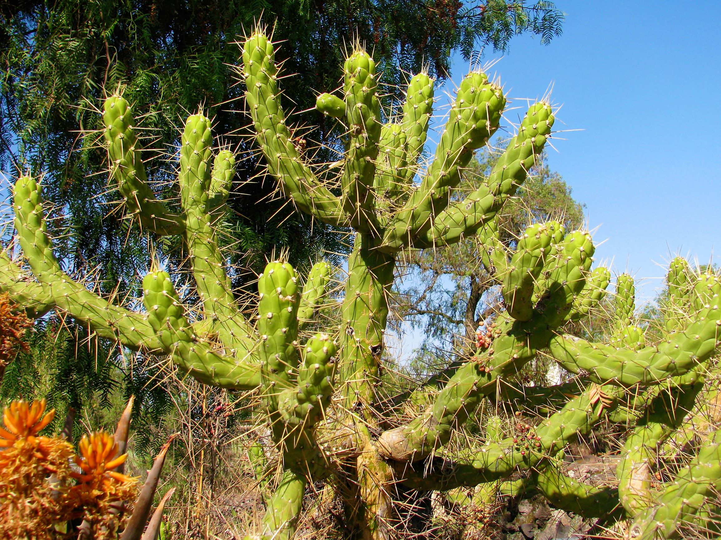 Cactus in Teotihuacán, Mexico