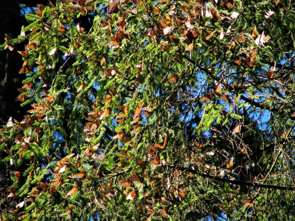 migration of the Monarch butterfly