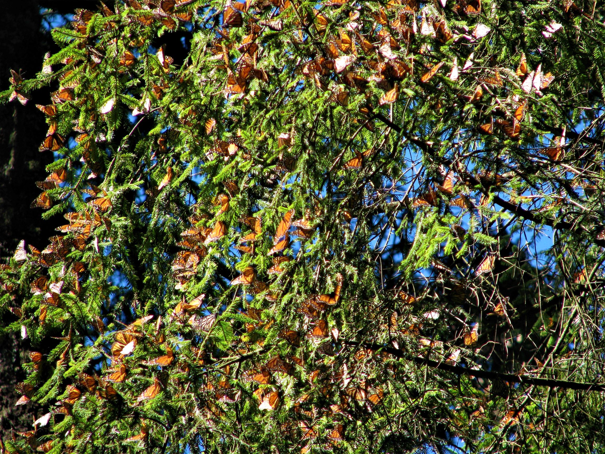 Monarch butterfly migration