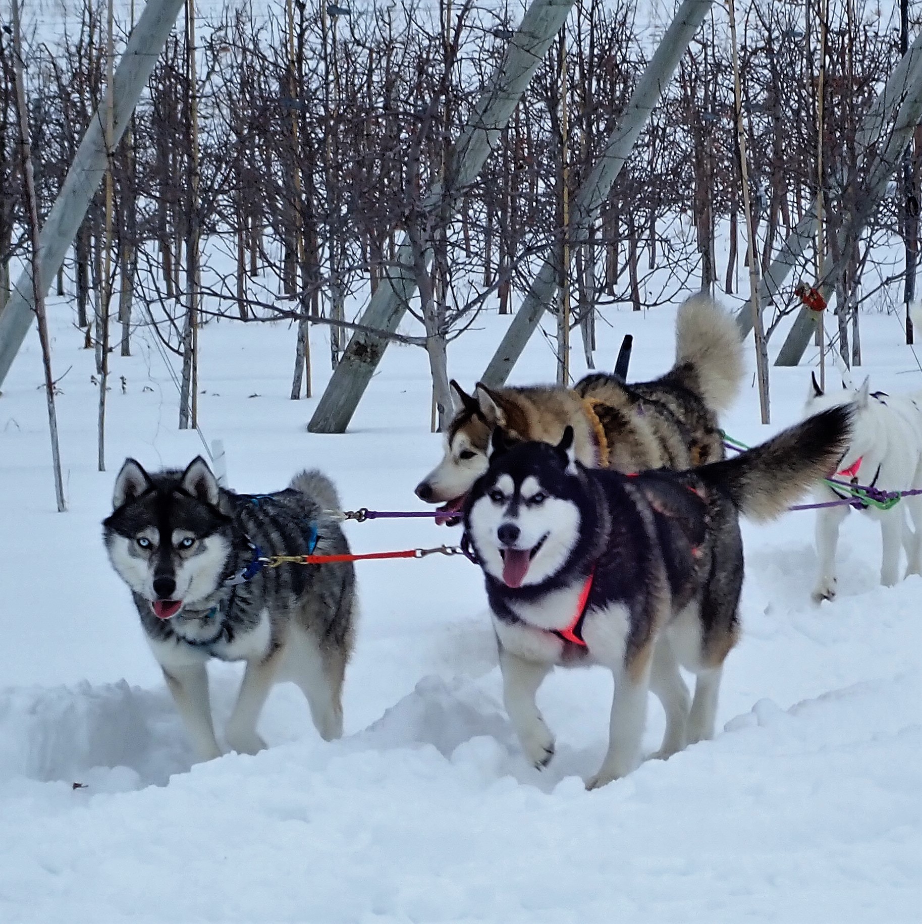 Things to do in winter: go on a dog sled ride with Second Chance Mushers