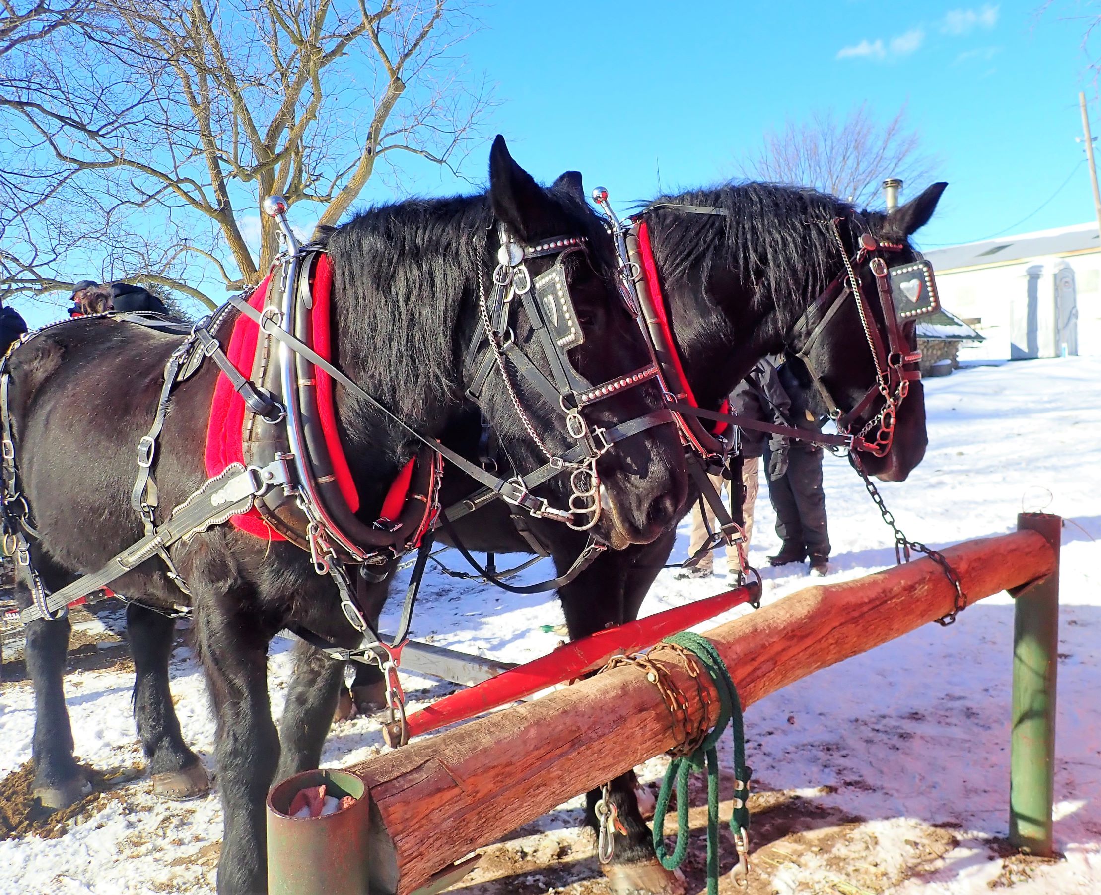 Enjoy a sleigh ride this winter at Antler Ridge Farms