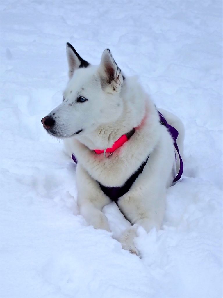 Husky waiting to be hitched up to a sled at Second Chance Mushers