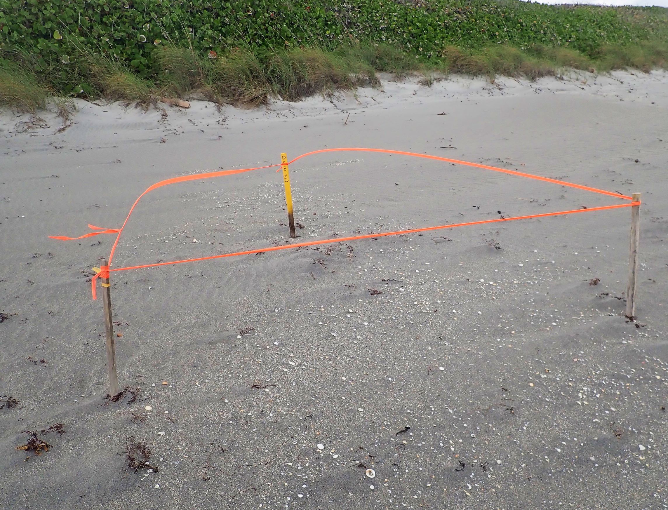 sea-turtle-nesting-area