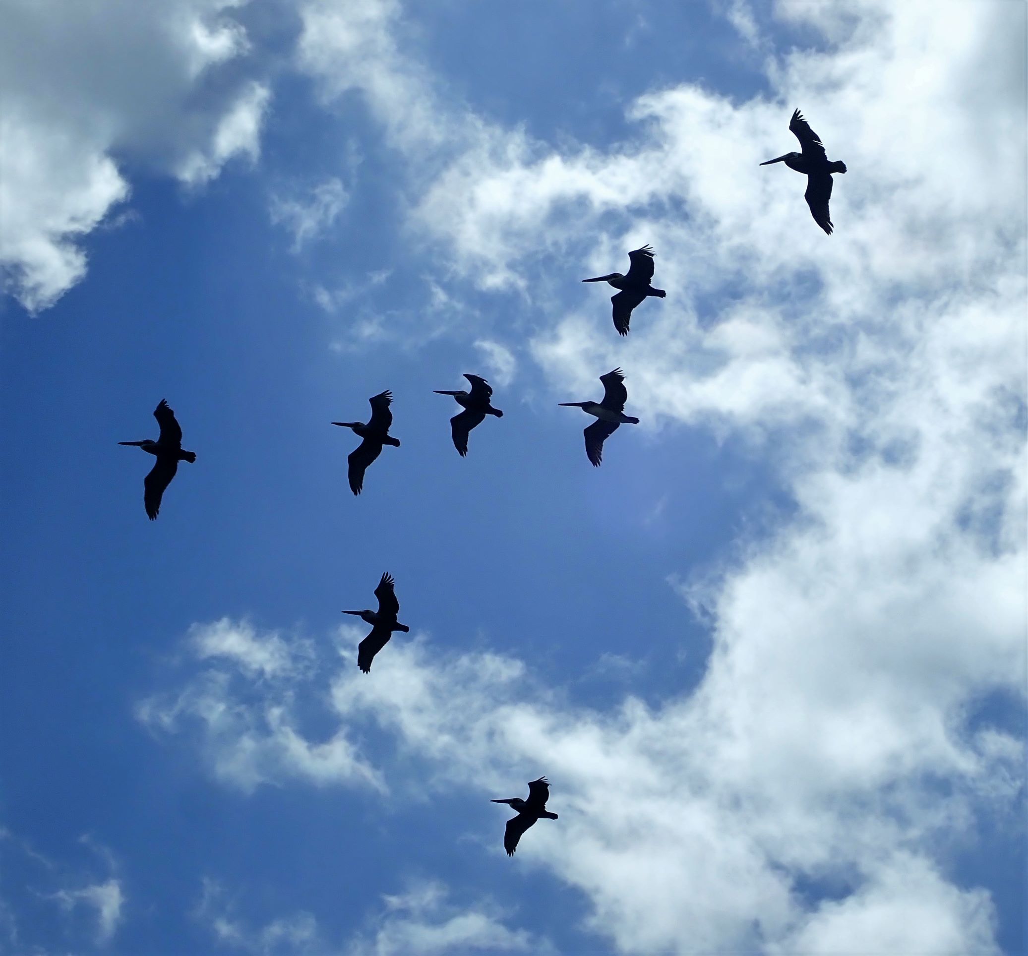 pelicans-in-Jupiter-Florida