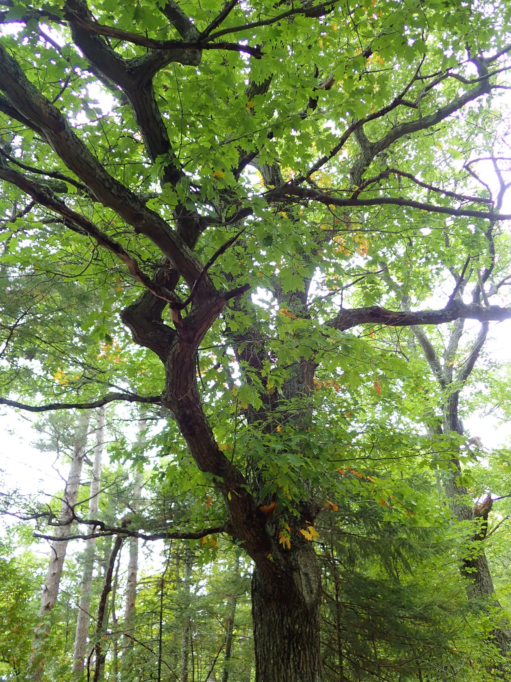 Area of the Old Council Tree along Michigan's Tunnel Of Trees