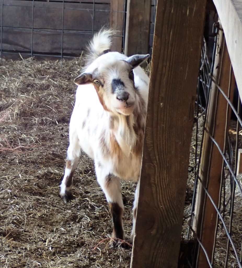 Friendly goats at Pond Hill Farm in Northern Michigan