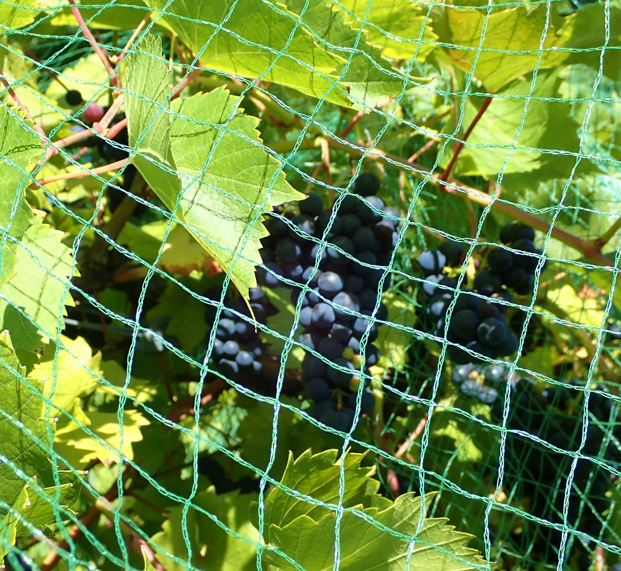 Grapes ready for harvest at Pond Hill Farm