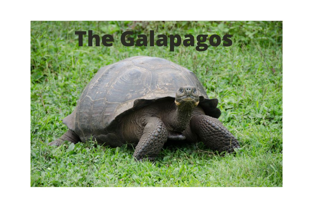 travel to the Galapagos 