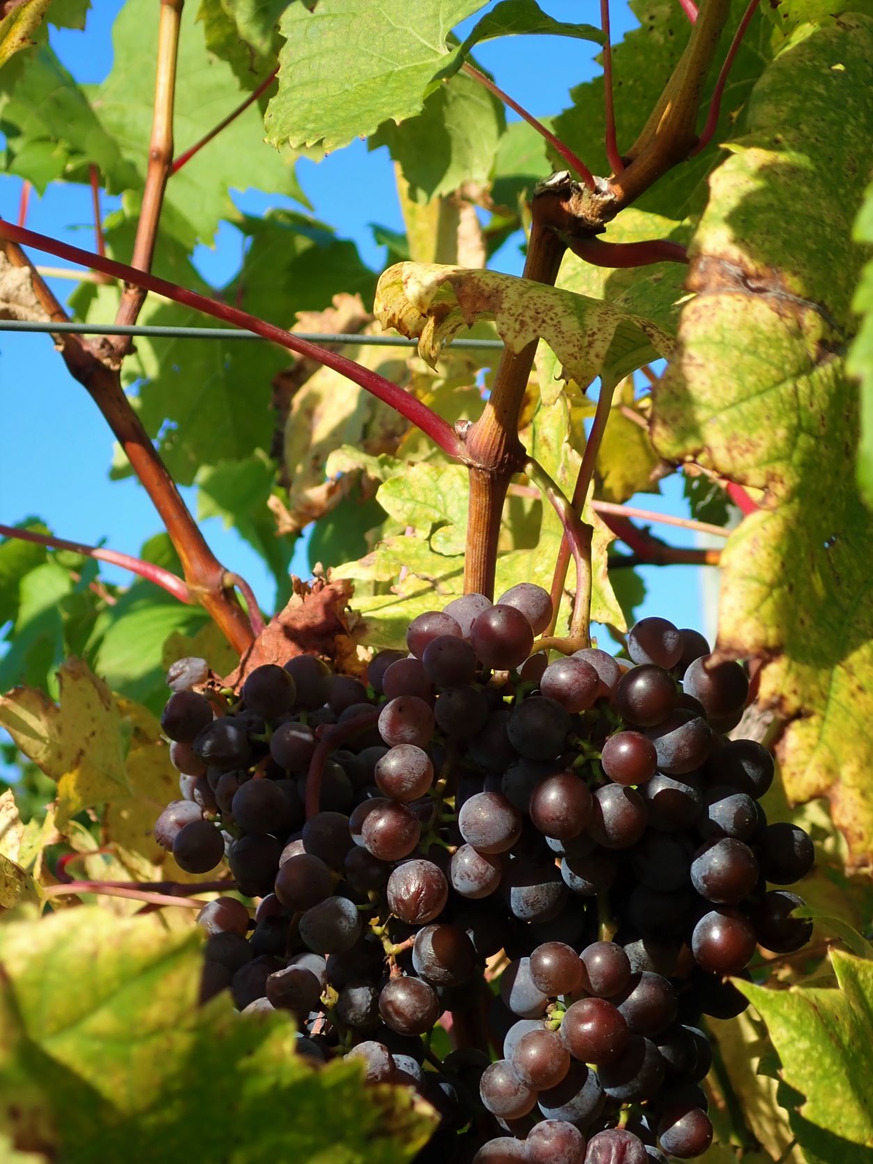 Grapes on the vine at Royal Farms Farm Market