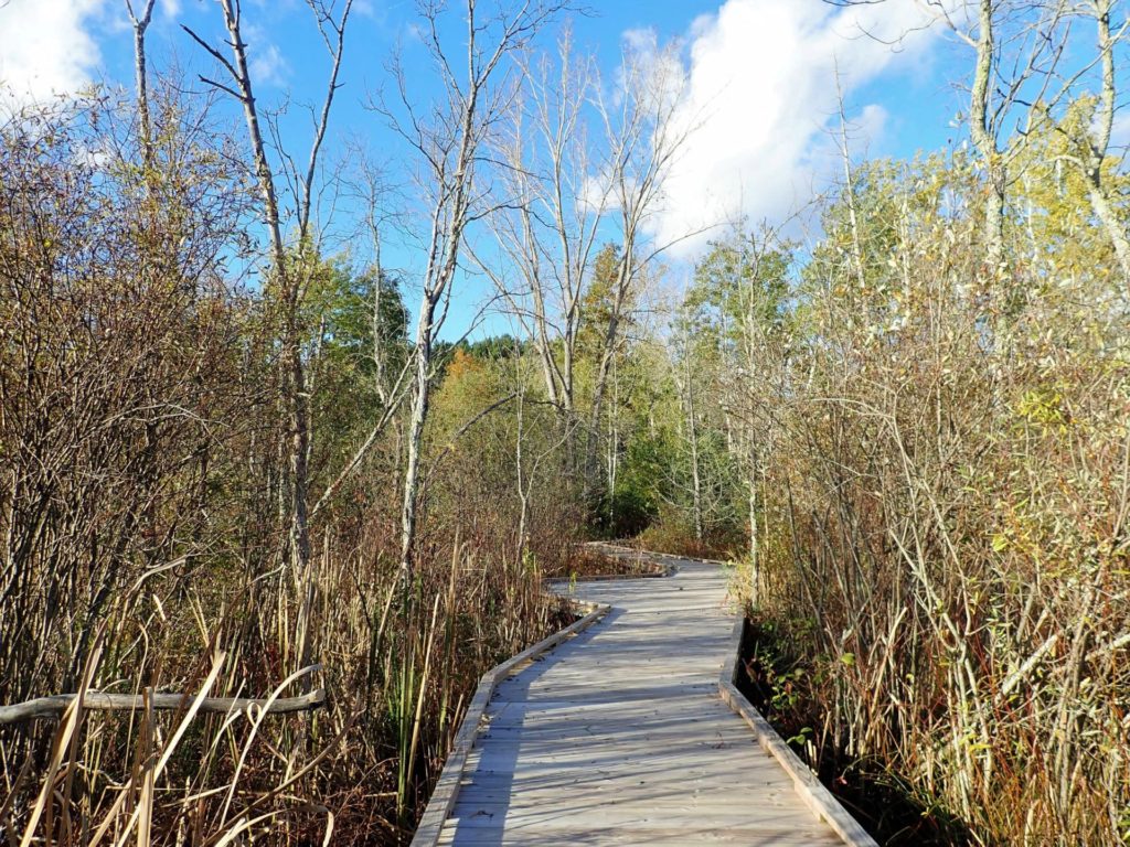 Walk  the boardwalk at St. Clair-Six mile Lake Natural Area