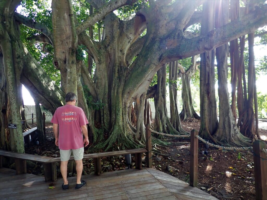 jupiter-florida-banyan-tree