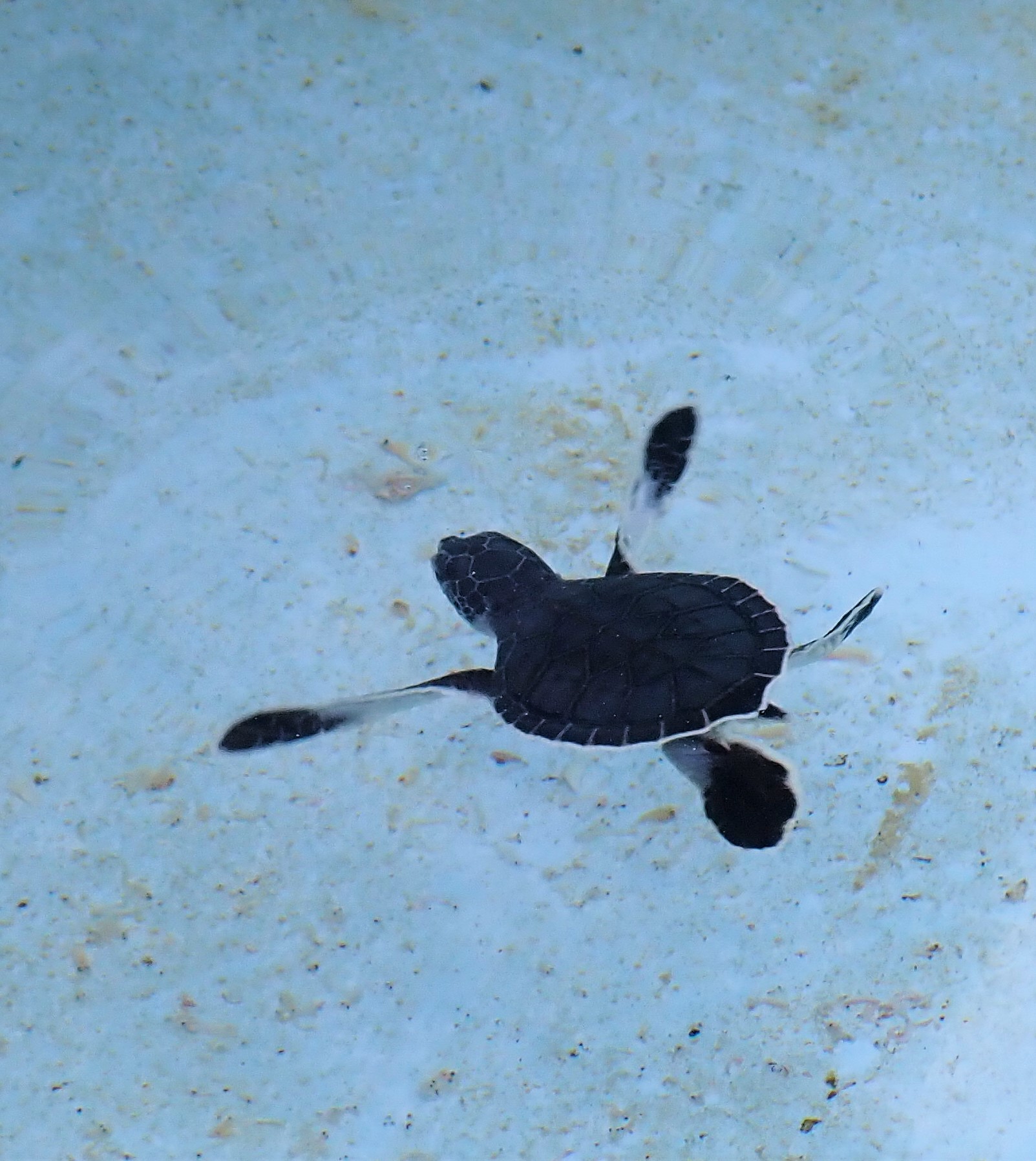 loggerhead-marinelife-center-hatchlings