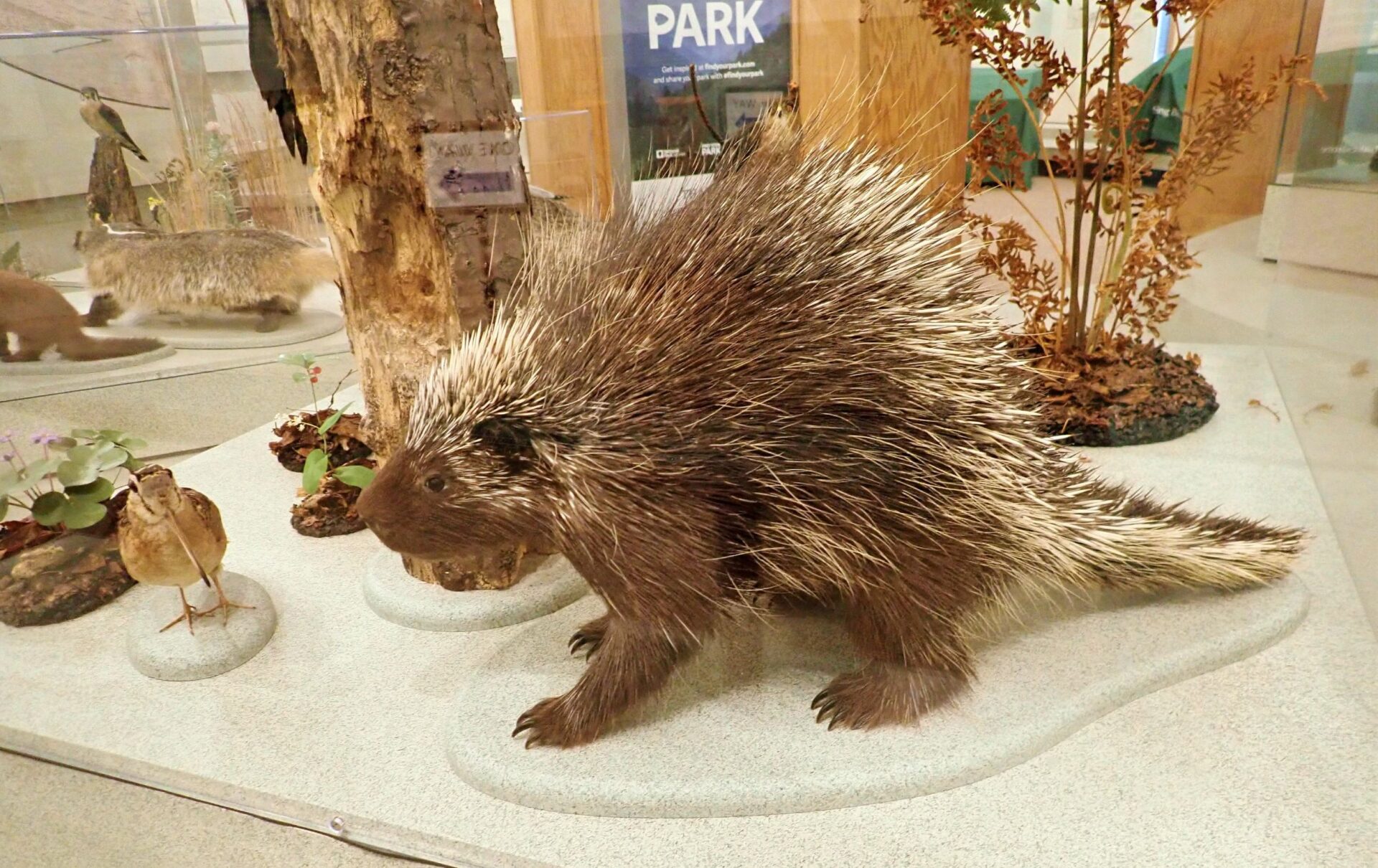 interpretive display at the Philip A. Hart visitor Center in Sleeping Bear Dunes National Lakeshore