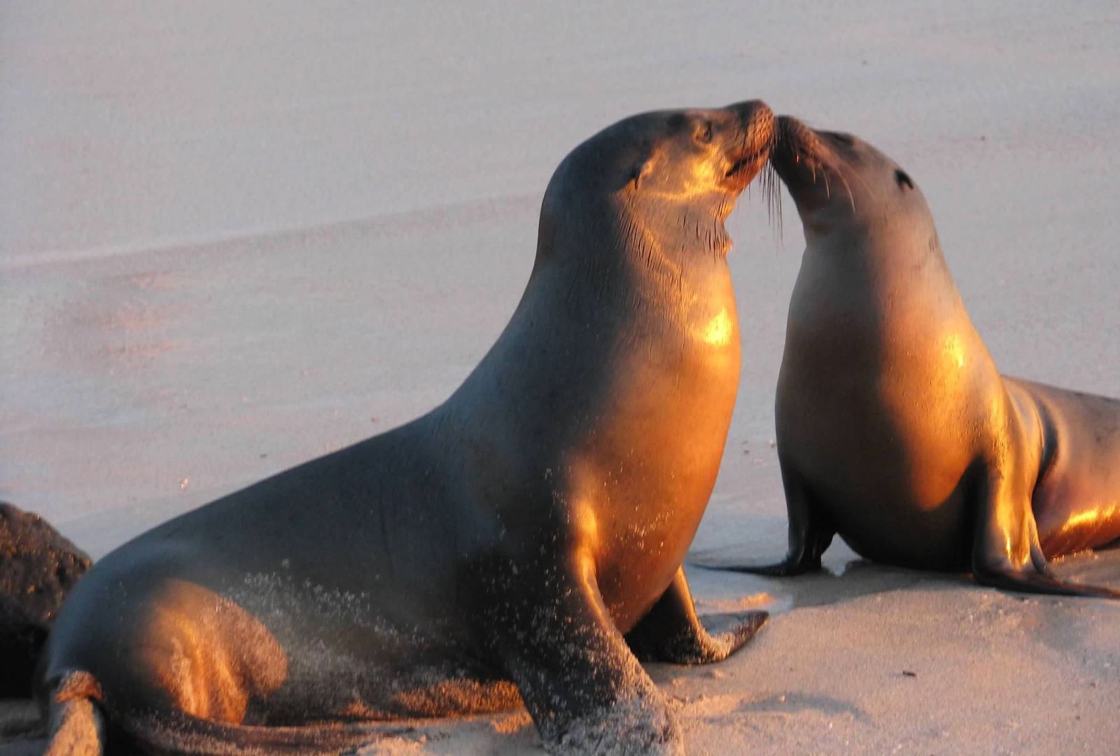 Sea lions on the beach in the Galapagos Islands