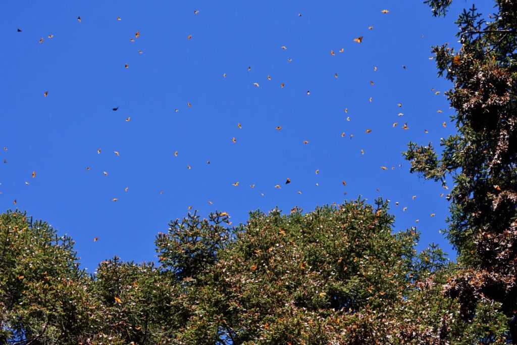 Monarch butterflies flying overhead in the Sierra Chincua Butterfly Sanctuary