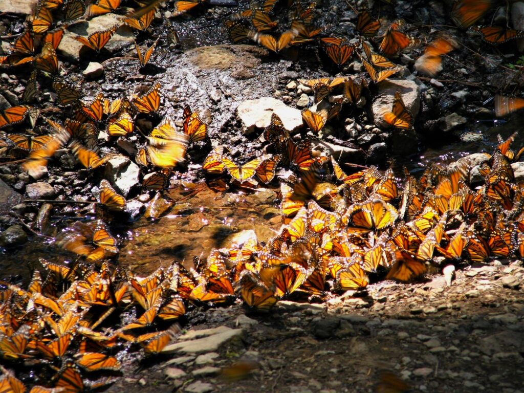 Monarch butterflies drinking from a steam in the Sierra Chincua Butterfly Sanctuary in Mexico