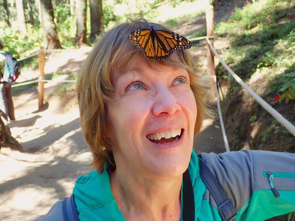 Experience the amazing Monarch butterfly migration in the mountains of Mexico!
