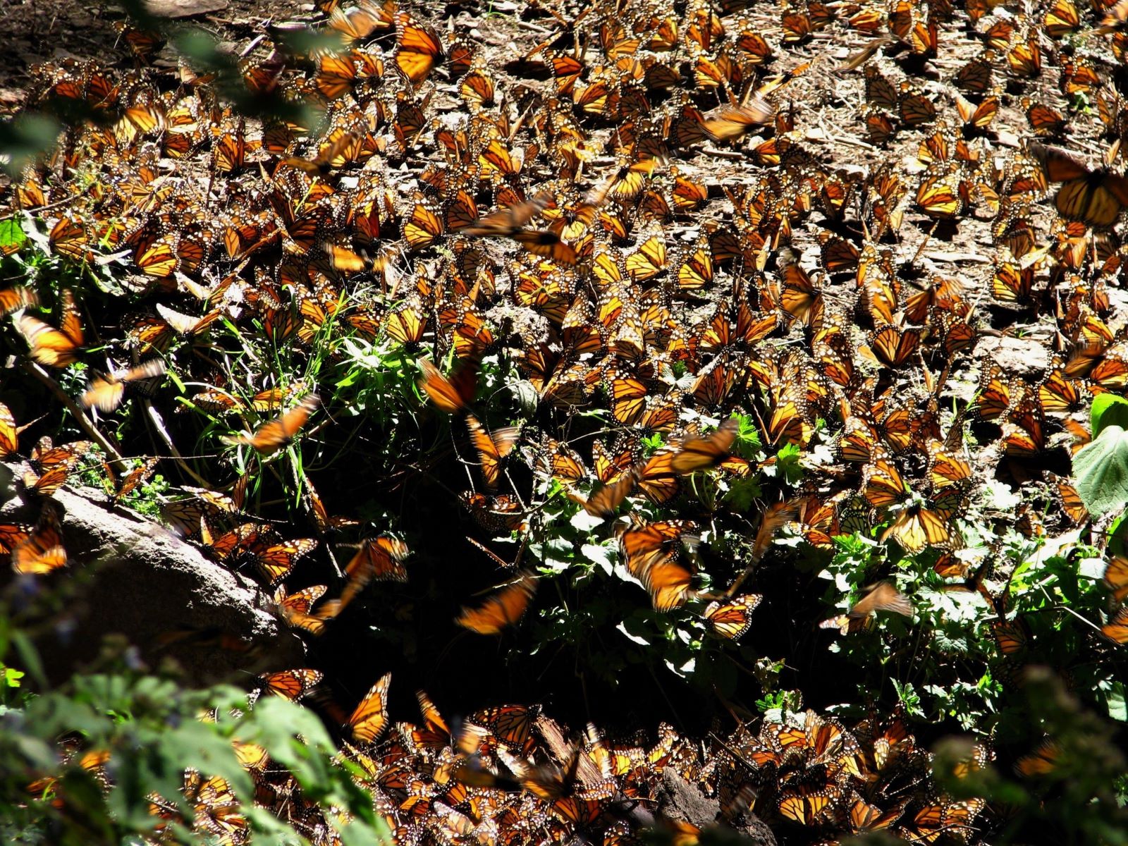 Monarchs congregating in the El Rosario Butterfly Sanctuary