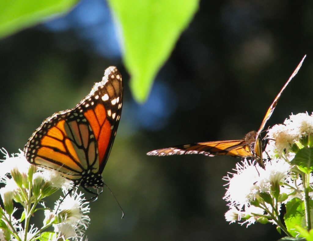 Monarch butterflies feeding in their wintering grounds in Mexico