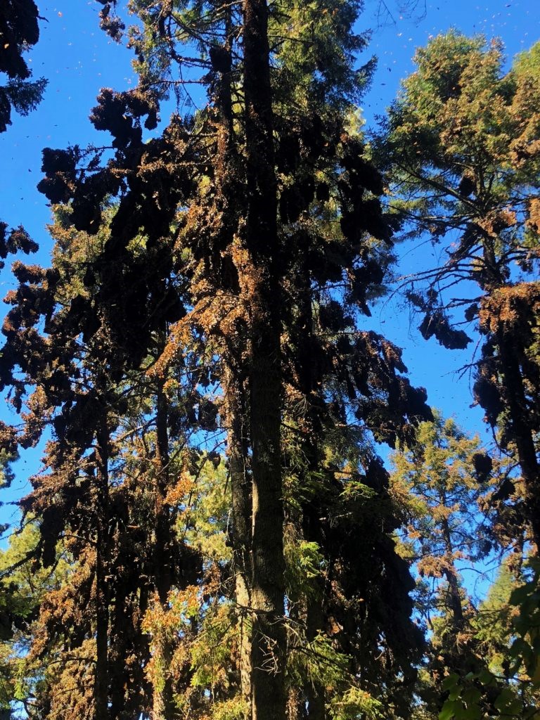 Monarchs roosting in fir trees in  the Monarch butterfly sanctuary
