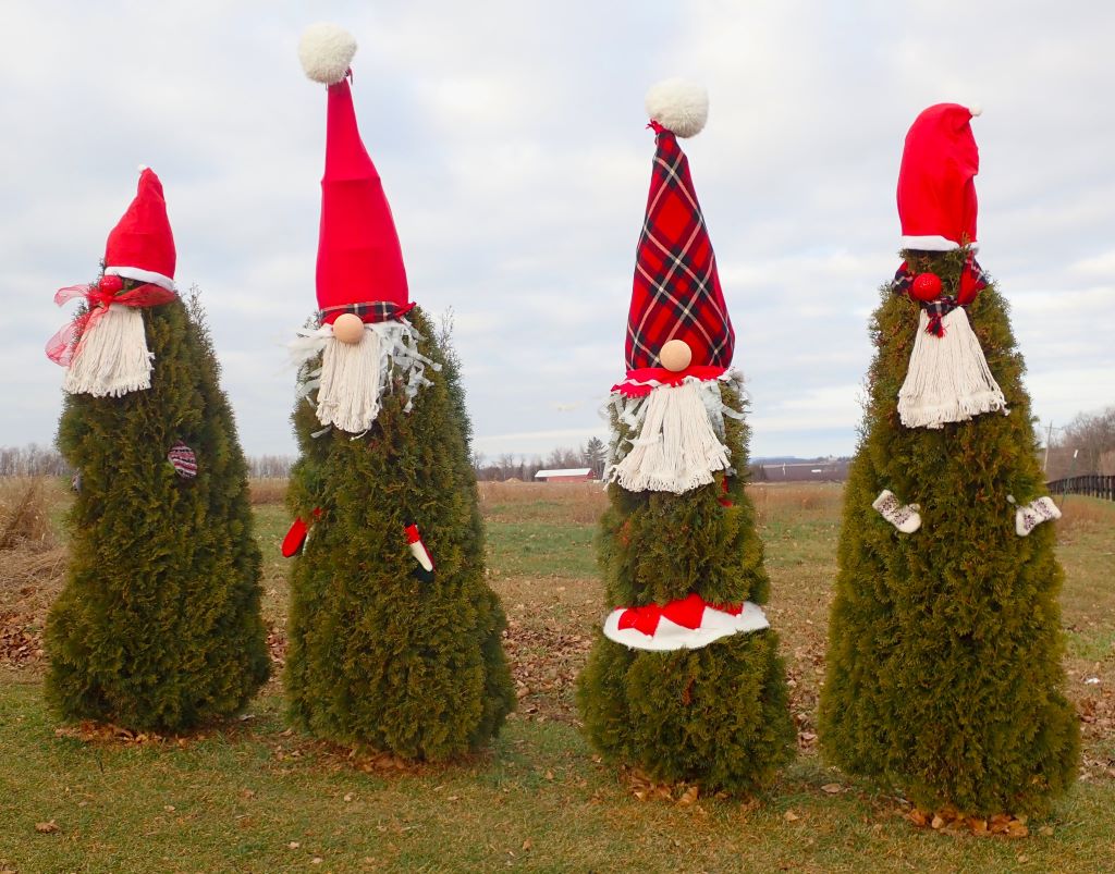 Arborvitae trees decked out as Christmas gnomes on Bates Road in Williamsburg, Michigan