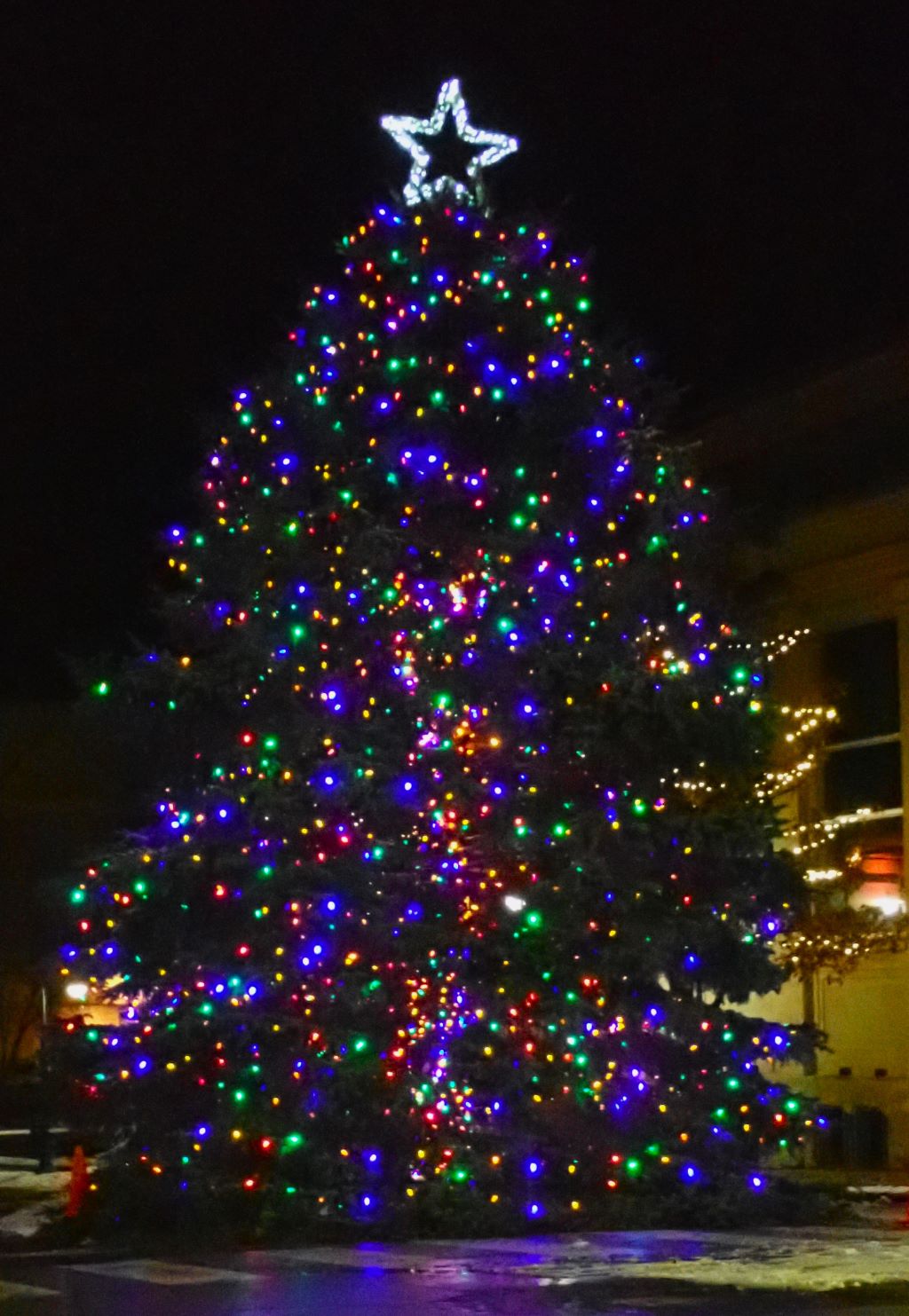 The lighted Christmas tree in downtown Traverse City