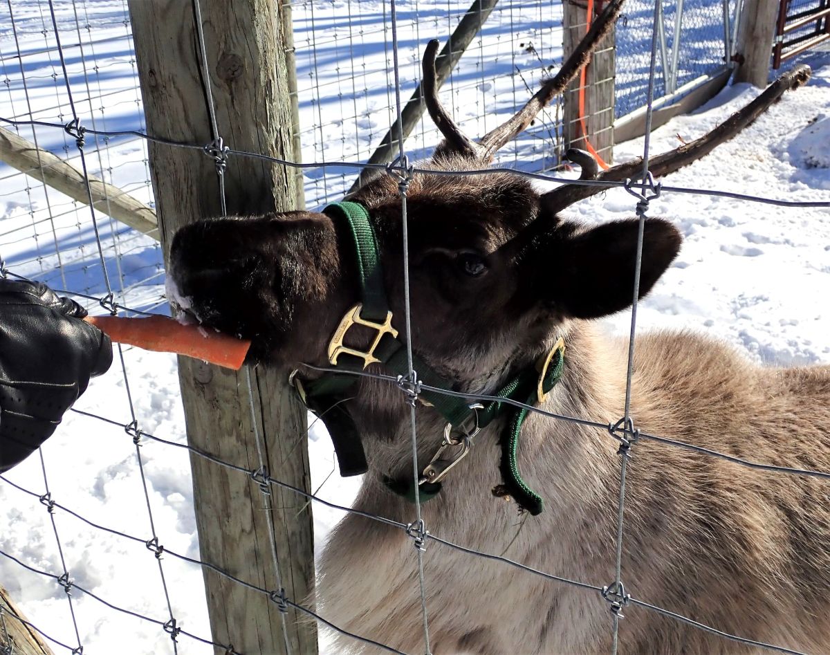 Looking for fun things to do near Traverse City this winter? Head out to Antler Ridge Farms for an old-fashioned sleigh ride, and feed the reindeer while you're there.
