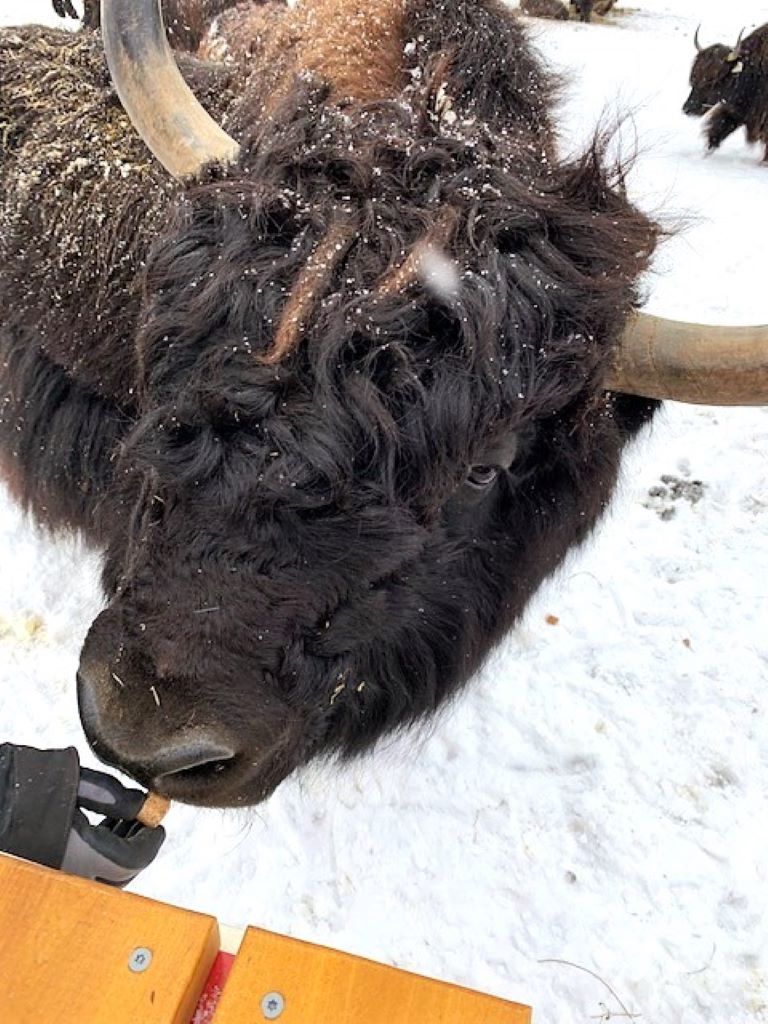The yaks at A-Yak-or-two-Ranch know that a wagon full of people means treats!