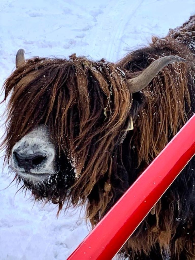 The yaks at A-Yak-or-two-Ranch know that a wagon full of people means treats!