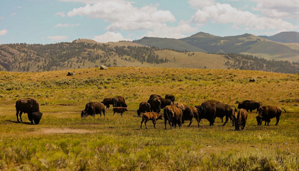 Bison in Yellowstone's Hayden Valley