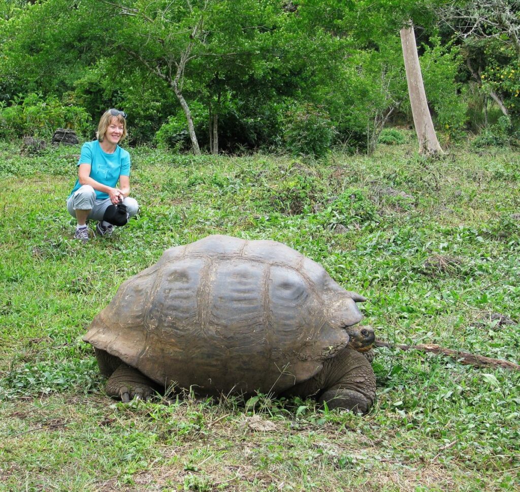 Observing a giant tortoise in the Galapagos
