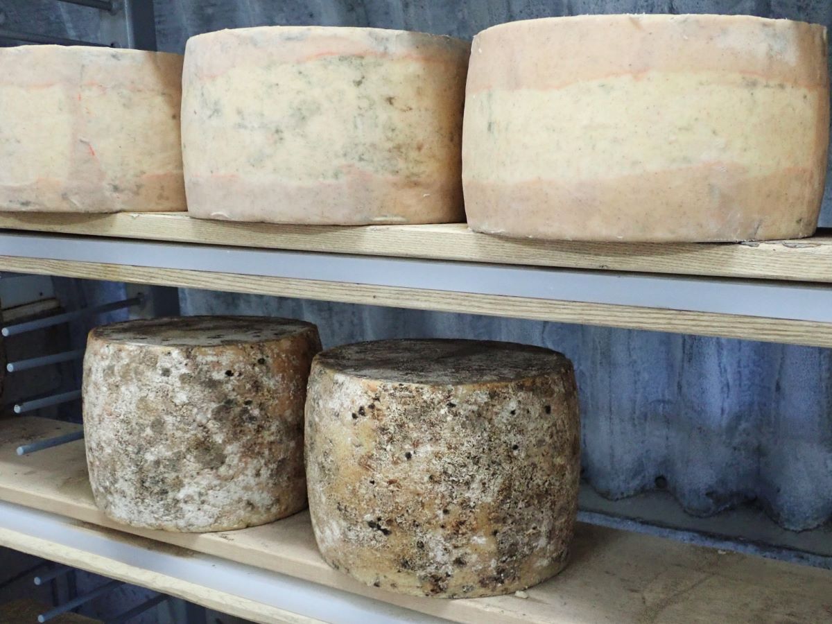 Wheels of cheese aging in the cheese maker's hut at Leelanau Cheese 