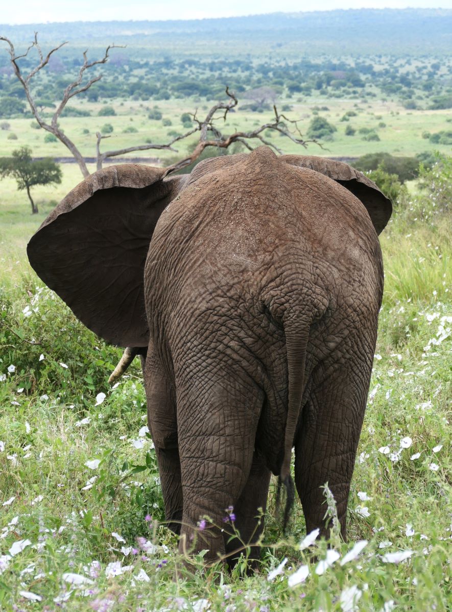 Rear view of an elephant in Tarangire National Park, Tanzania