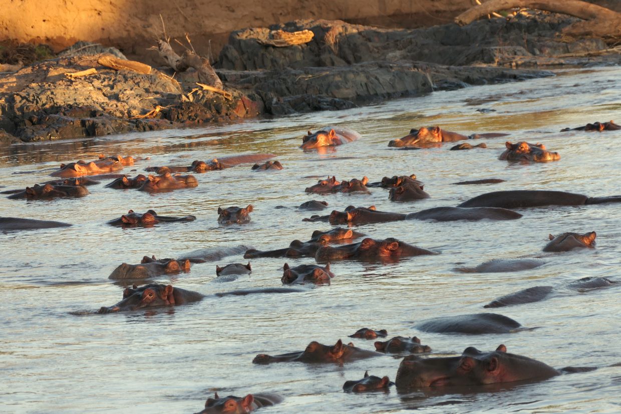 Hippos returning to the river from their night time grazing ground