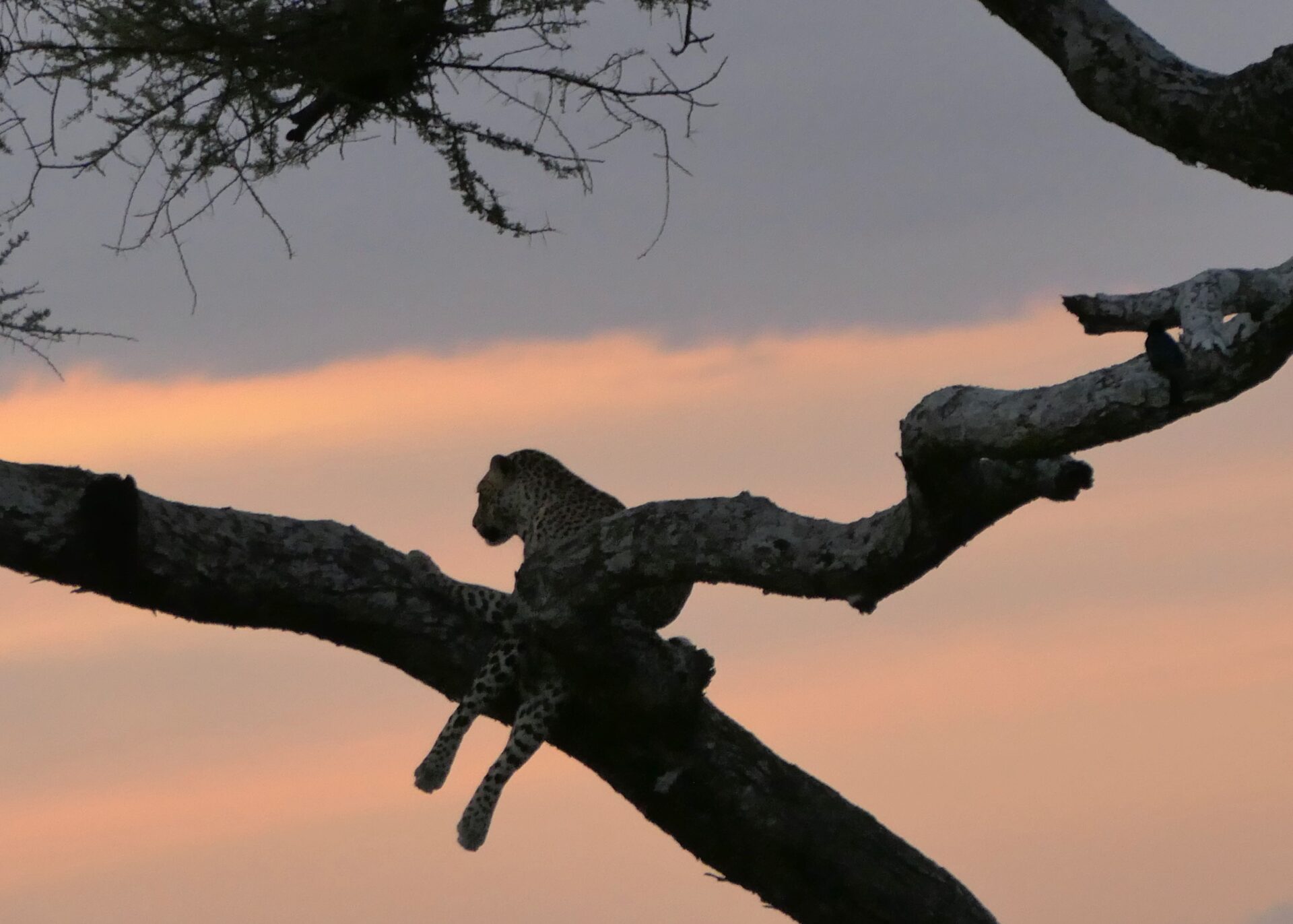 Photographing the elusive leopard in the Serengeti