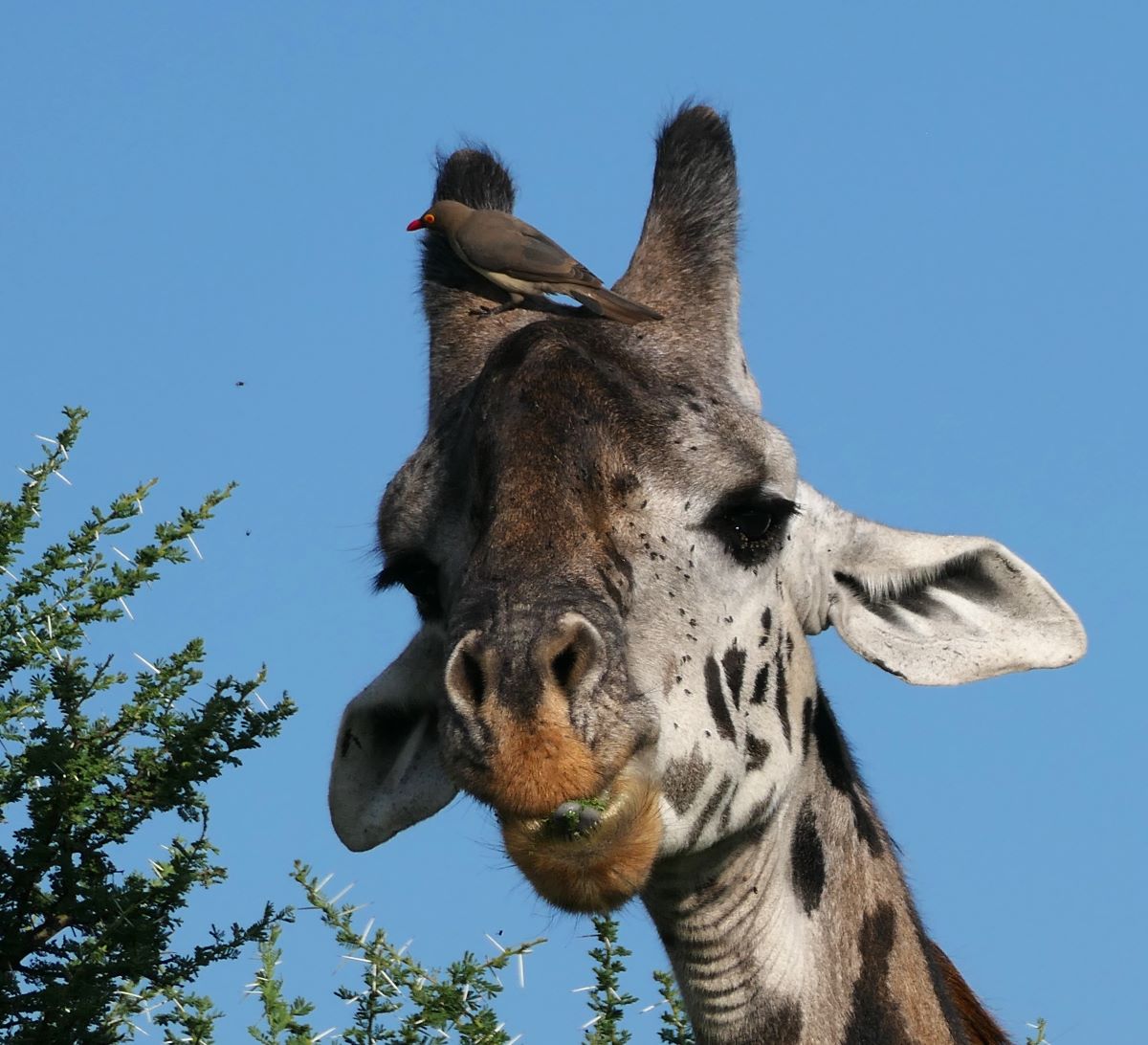 Without good binoculars, you might never notice the Oxpecker searching for ticks and parasites on this giraffe