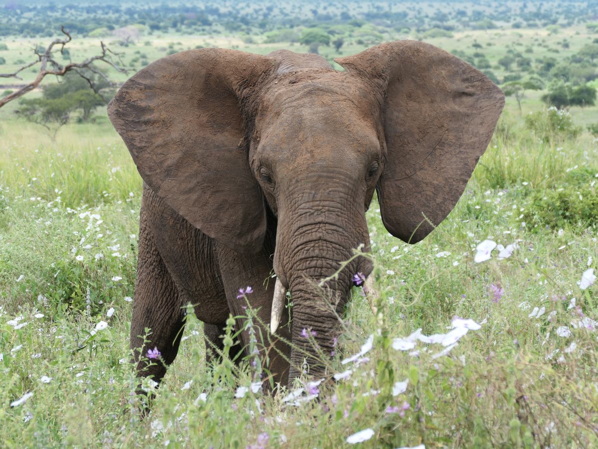 I used my Panasonic Lumix 1000camera to capture this magnificent bull elephant photo