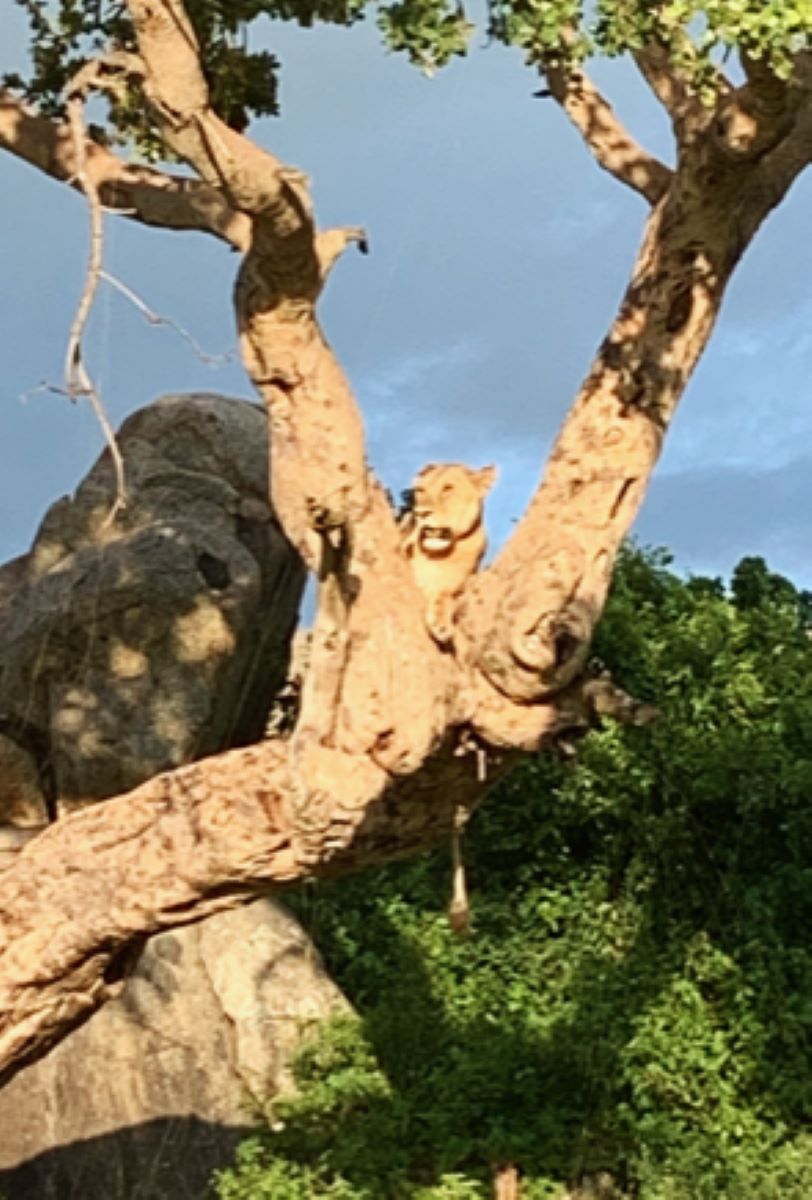 A lioness in a tree shot with my cell phone