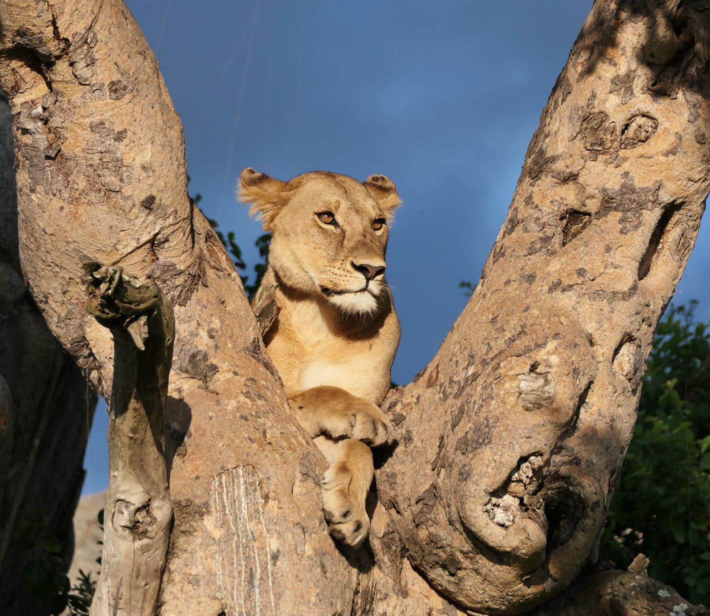 The same lioness sot in a tree with my Panasonic DSL camera